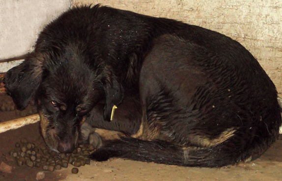 chien2.jpg