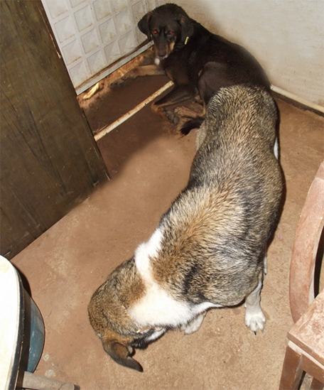 chien3.jpg