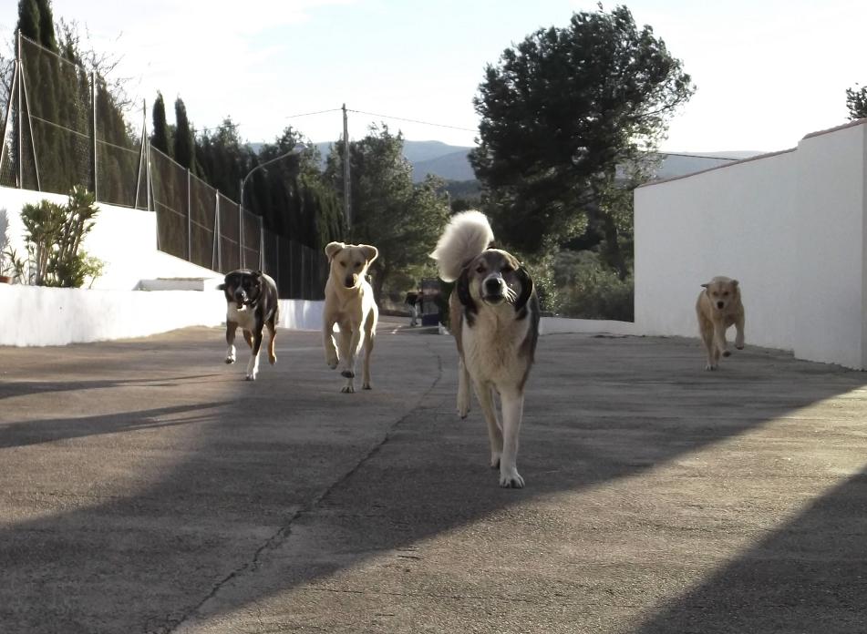 dogs.jpg